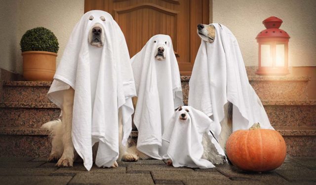 110 Best Dog Halloween Costumes 110 Best Dog Halloween Costumes