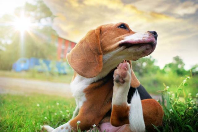 12 Homemade Dog Food for Allergies Recipes 12 Homemade Dog Food for Allergies Recipes