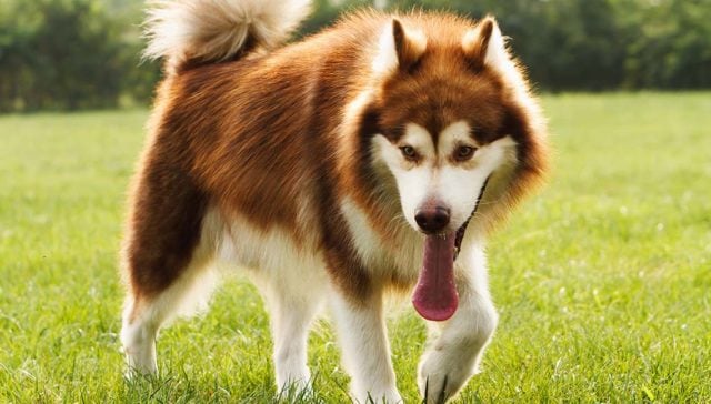 20 Dog Breeds That Don't Do Well in Hot Weather 20 Dog Breeds That Don't Do Well in Hot Weather featured image