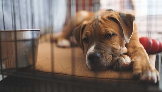 20 Tricks for Crate Training a Puppy 20 Tricks for Crate Training a Puppy featured image