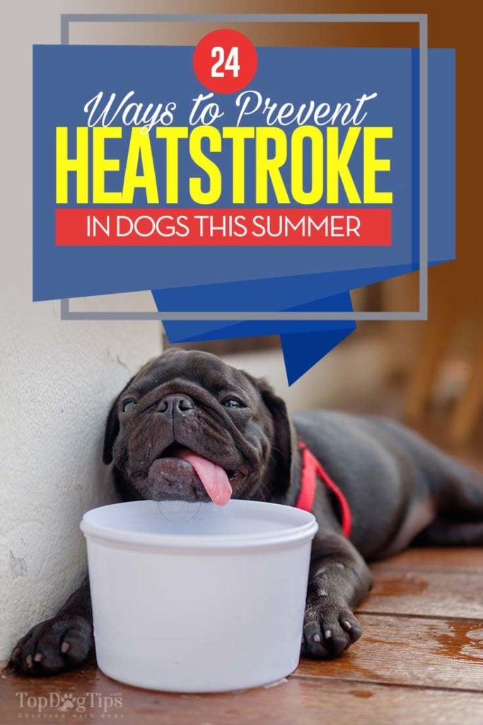 20 Best Ways to Prevent Heatstroke in Dogs