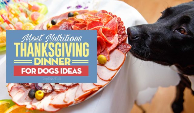 8 DIY Thanksgiving Dinner for Dogs Ideas (with leftover ingredients)