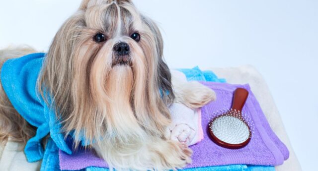 Best Brushes For Shih Tzus Featured Image Best Brushes For Shih Tzus Featured Image