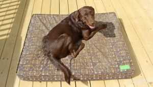 Testing the 2nd rated dog bed. Testing the 2nd rated dog bed.