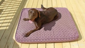 Saddie enjoying this pet bed. Saddie enjoying this pet bed.