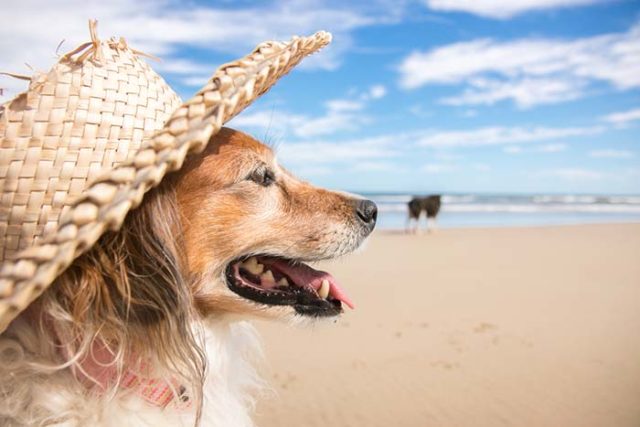 Best Dog Summer Clothes Featured Image Best Dog Summer Clothes Featured Image
