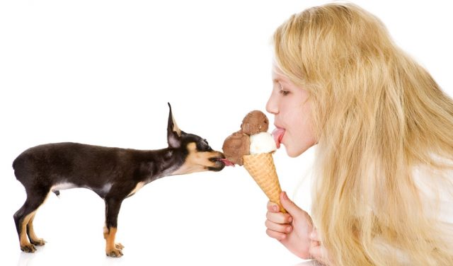 Best Frozen Dog Treats Recipes Best Frozen Dog Treats Recipes