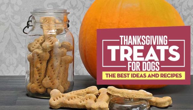 Best Thanksgiving Treats for Dogs Best Thanksgiving Treats for Dogs