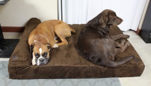 My dogs tried the Big Barker Dog Bed My dogs tried the Big Barker Dog Bed