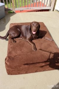 The #1 best dog bed. The #1 best dog bed.