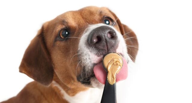 Can Dogs Eat Almond Butter Featured Image Can Dogs Eat Almond Butter Featured Image
