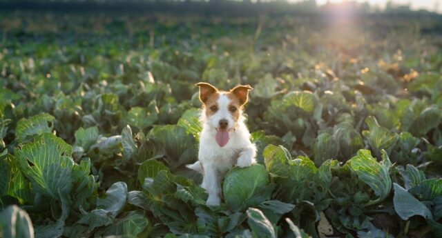 Can Dogs Eat Cabbage Featured Image Can Dogs Eat Cabbage Featured Image