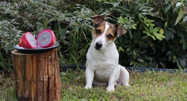 Can Dogs Eat Dragon Fruit Featured Image Can Dogs Eat Dragon Fruit Featured Image