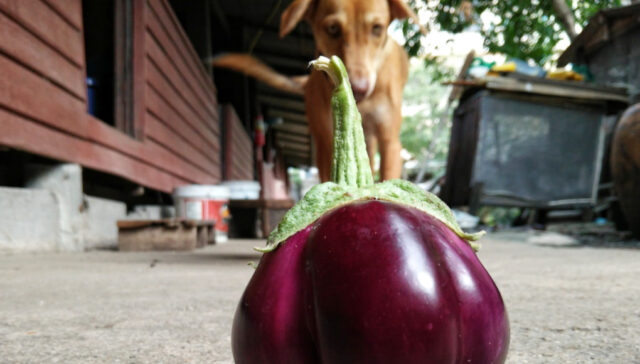 can dogs eat eggplant can dogs eat eggplant - dog at the background staring at an eggplant