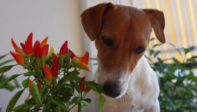 Can dogs eat spicy food can dogs eat spicy food - dog smelling chili pepper in a pot