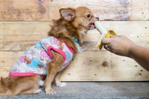 Can i give my dog bananas