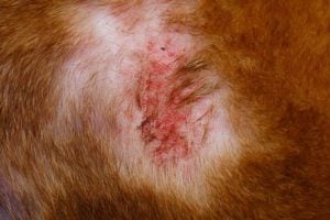 Folliculitis in Dogs Folliculitis in Dogs - possible reason of bump on a dog's private area