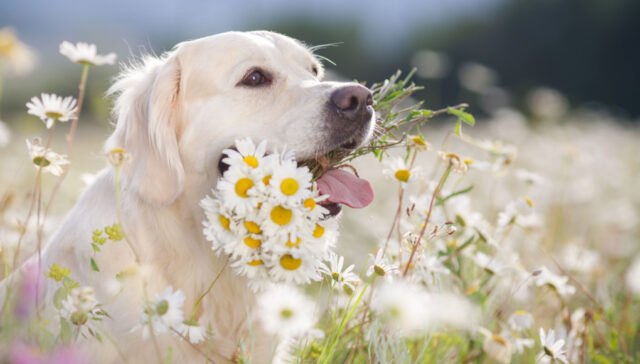 chamomile for dogs chamomile for dogs