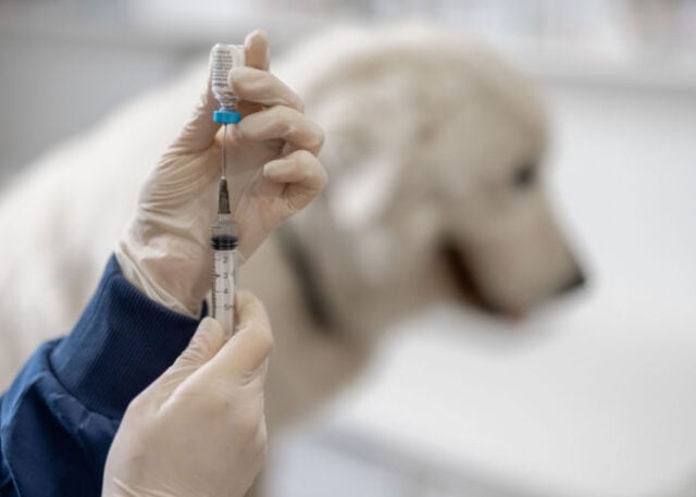 Can You Vaccinate Your Dog At Home Featured Image Can You Vaccinate Your Dog At Home Featured Image