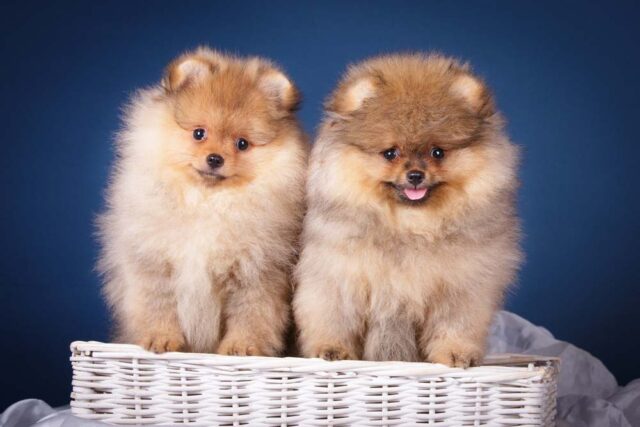 Why Is My Dog So Cute - Featured Image Why Is My Dog So Cute - Featured Image