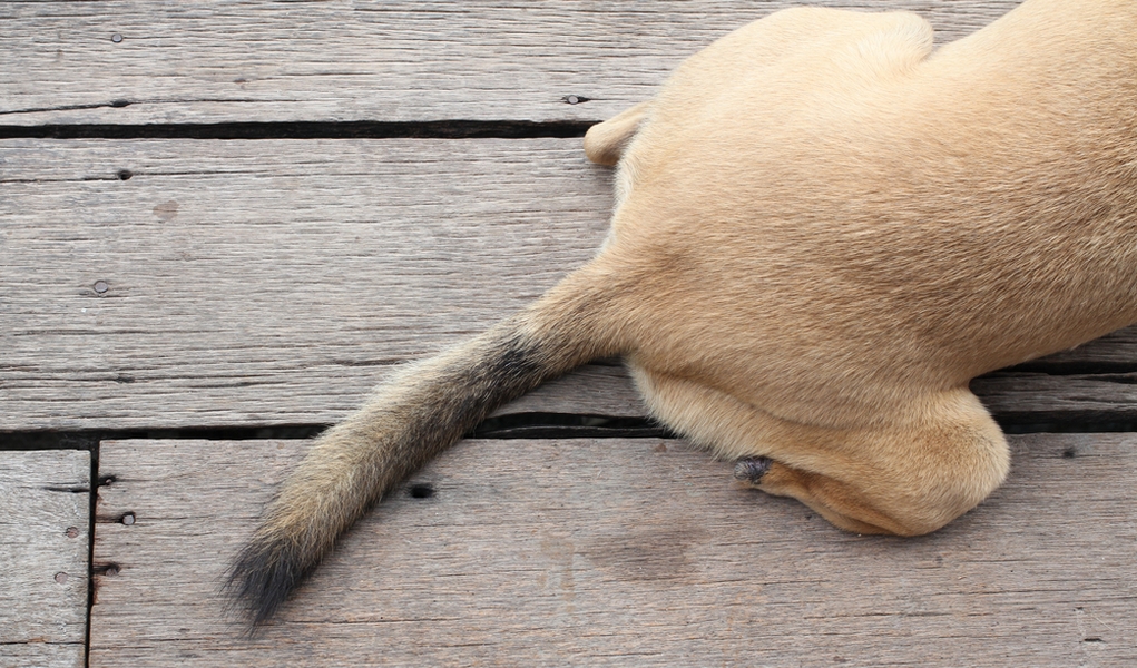 happy tail syndrome
