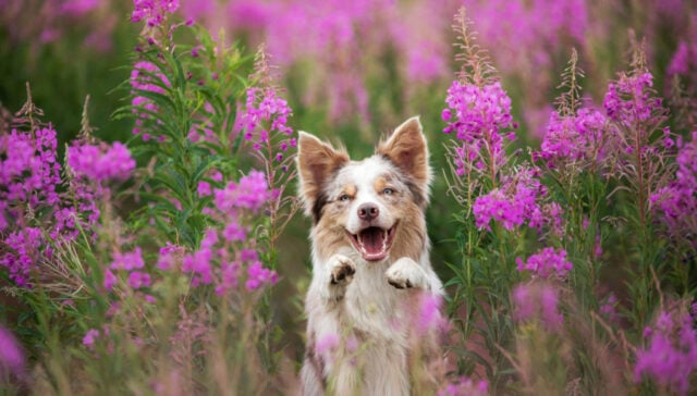do dogs act different in spring do dogs act different in spring
