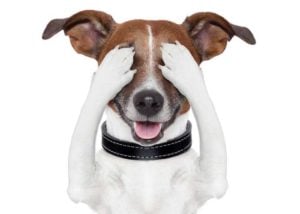 dog exercise