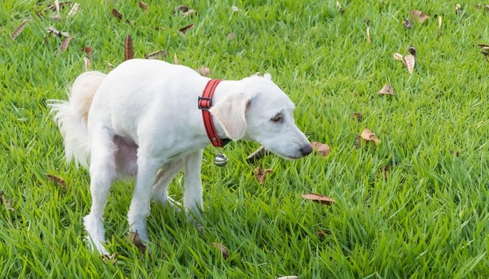 how to stop diarrhea in dogs