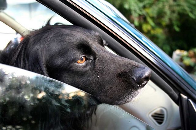 Dog in a Hot Car Featured Image Dog in a Hot Car Featured Image