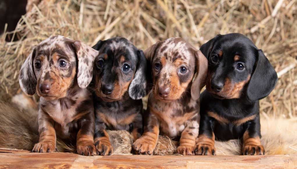 Dog Litter Separation