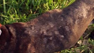 A dog with contact allergy can possibly cause skin tag