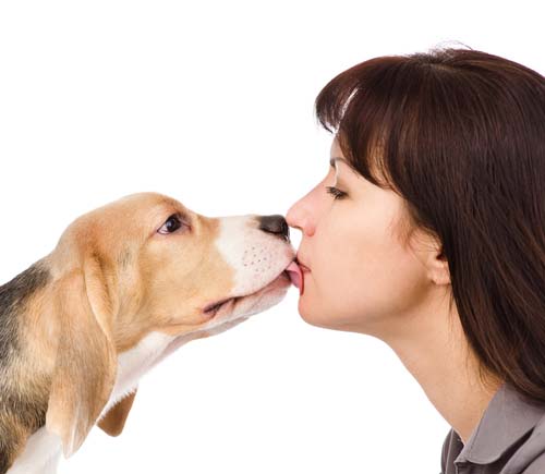 Can dogs get sick from humans Can dogs get sick from humans featured image