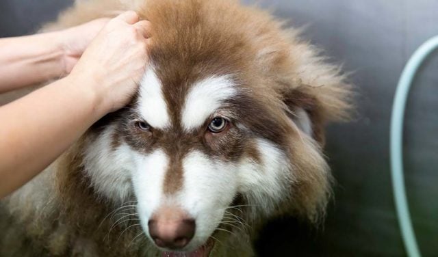 Double Coated Dogs and How to Groom Them Double Coated Dogs and How to Groom Them