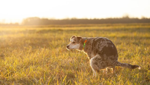 Dry Dog Poop Featured Image Dry Dog Poop Featured Image