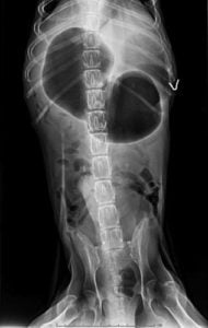 Gastric Dilation Volvulus Gastric Dilation Volvulus might result to a hard stomach in dogs