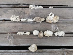 Gray Dog Poop Color