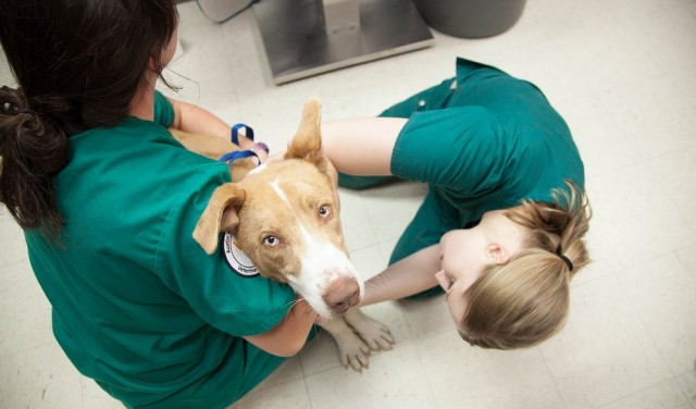How Much is a Dog Heartworm Treatment Featured Image How Much is a Dog Heartworm Treatment Featured Image