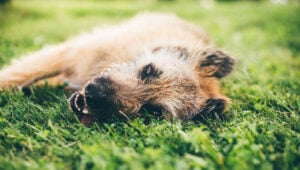 beware of heatstroke in dogs!