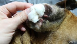Using cotton balls soaked in a homemade dog ear cleaner solution to clean outer ear of a dog