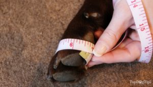How to Choose the Best Dog Shoes for Summer?