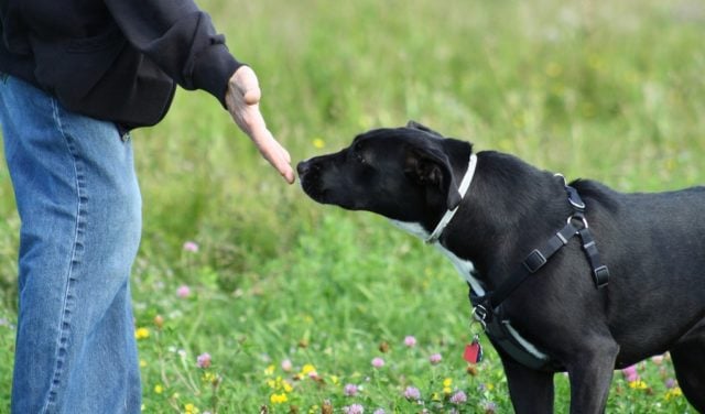how to socialize a dog how to socialize a dog