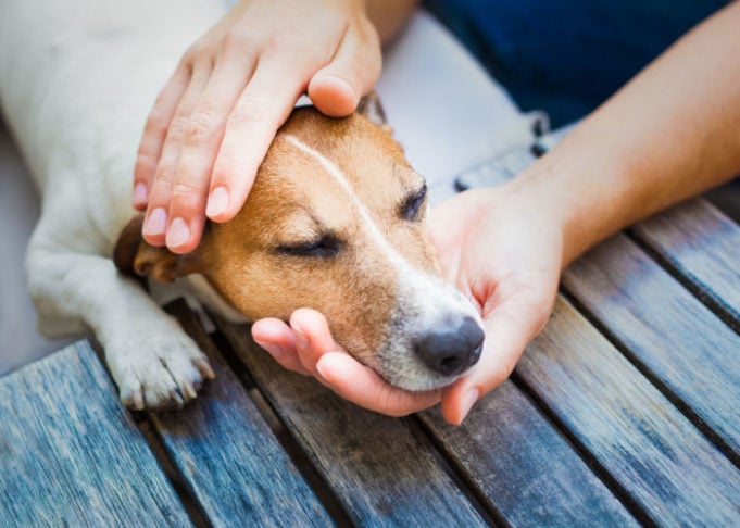 How Do Dogs Get Cancer Featured Image