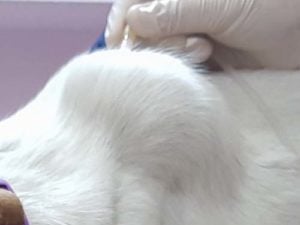 Lipoma on a dog Lipoma on a dog - possible reason of bump on a dog's private area