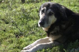 Estrela Mountain Dog - masculine dog breed