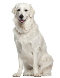 Kuvasz - masculine dog