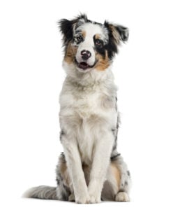 Australian Shepherd (Manly Dog Breeds)