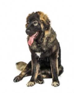 Caucasian Ovcharka - a truly manly dog and excellent protector