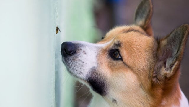 my dog ate a fly my dog ate a fly