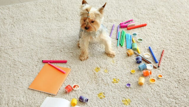my dog ate crayons my dog ate crayons