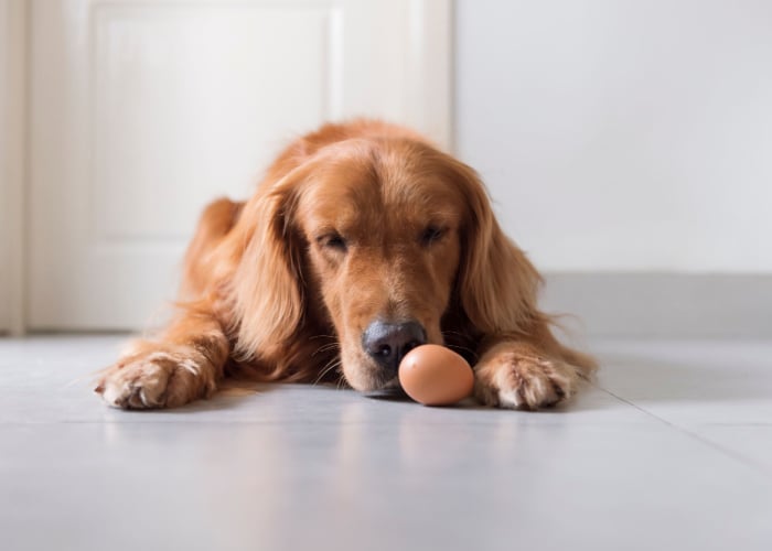My Dog Ate Eggshells